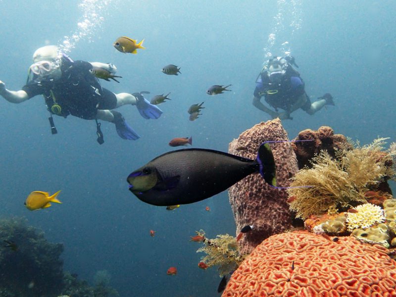Discover Nusa Penida’s Giant Coral Colony with Zero Gravity Diving Bali