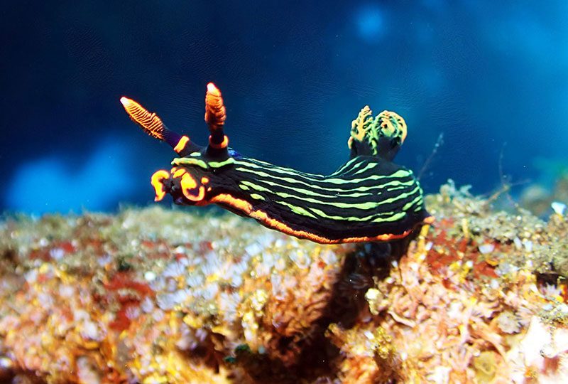 Celebrating Inclusivity in Scuba Diving green and orange sea slug also known as nudibranch heading of his usual path into the blue
