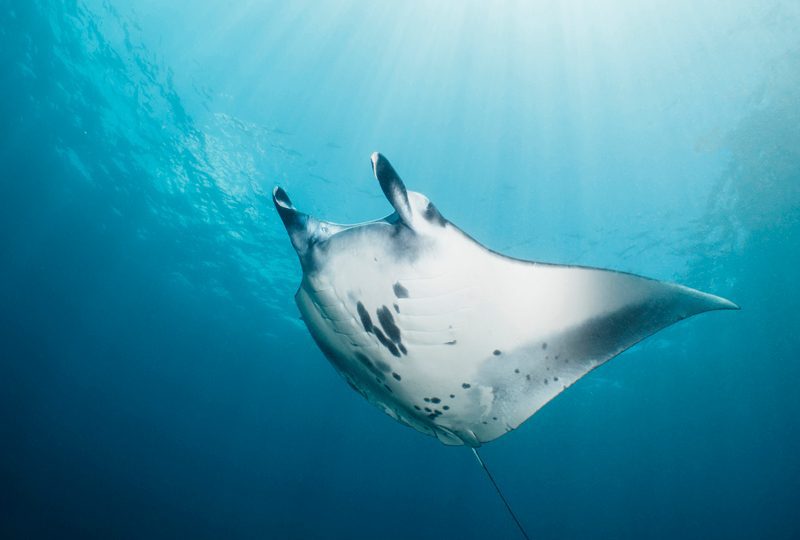 diving with mantas in bali Diving and Travel Free Insurance in Bali