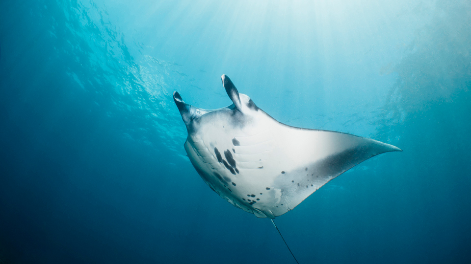 diving with mantas in bali Diving and Travel Free Insurance in Bali