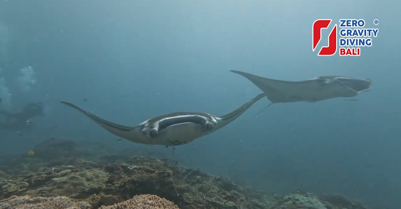 scuba diving with manta rays in bali