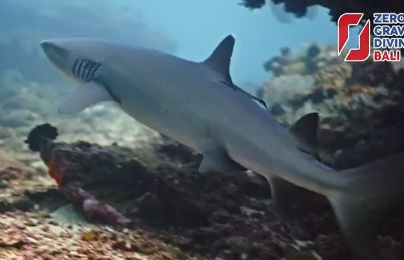Whitetip Reef Shark in Bali