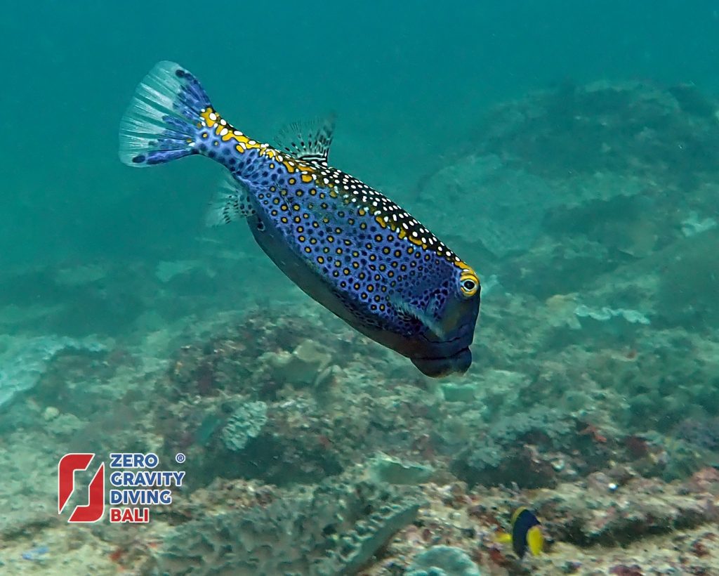 Boxfish on scuba diving trip with Zero Gravity Diving Bali