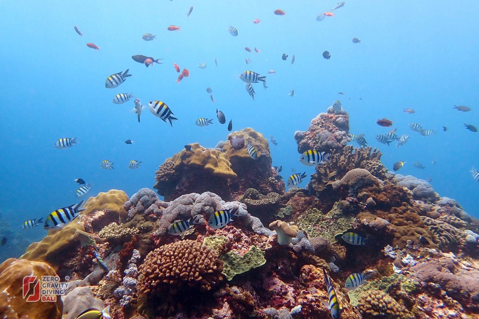 Diving Amed