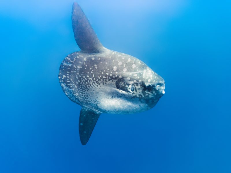 Mola Mola Magic