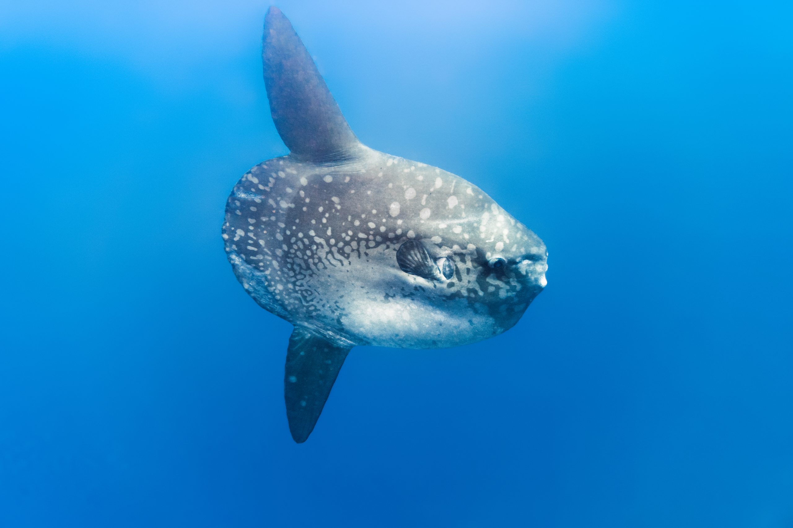 Mola Mola Magic