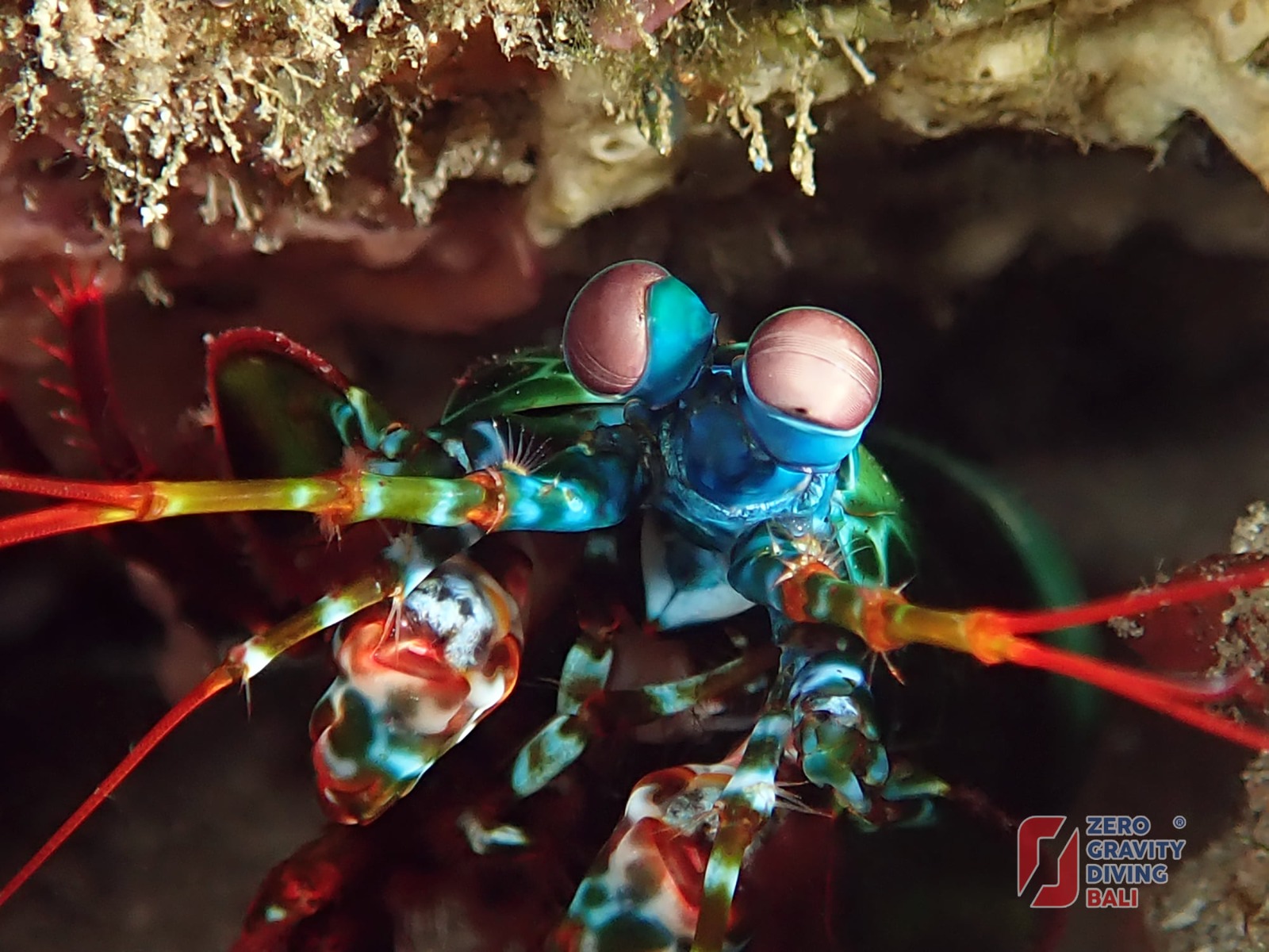 Deep beneath the waves of Bali and Nusa Penida, where the sand shimmers like glass, lives one of the strangest creatures in the ocean. A creature so colorful it looks as if nature painted it at dawn, when colors are at their boldest. The Peacock Mantis Shrimp.