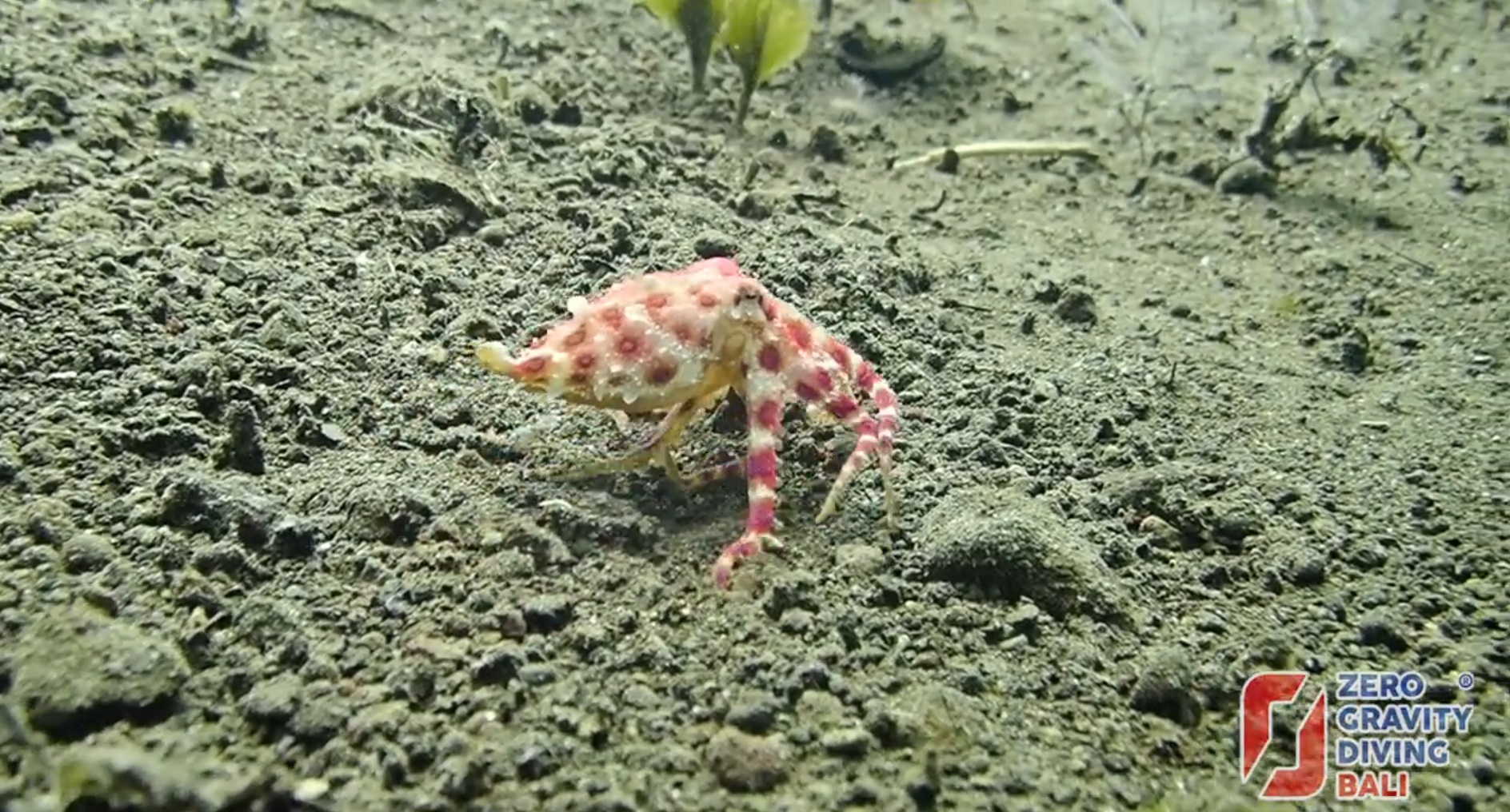 The Blue Rings of Warning:Blue ringed octopus (Hapalochlaena lunulata) - #07