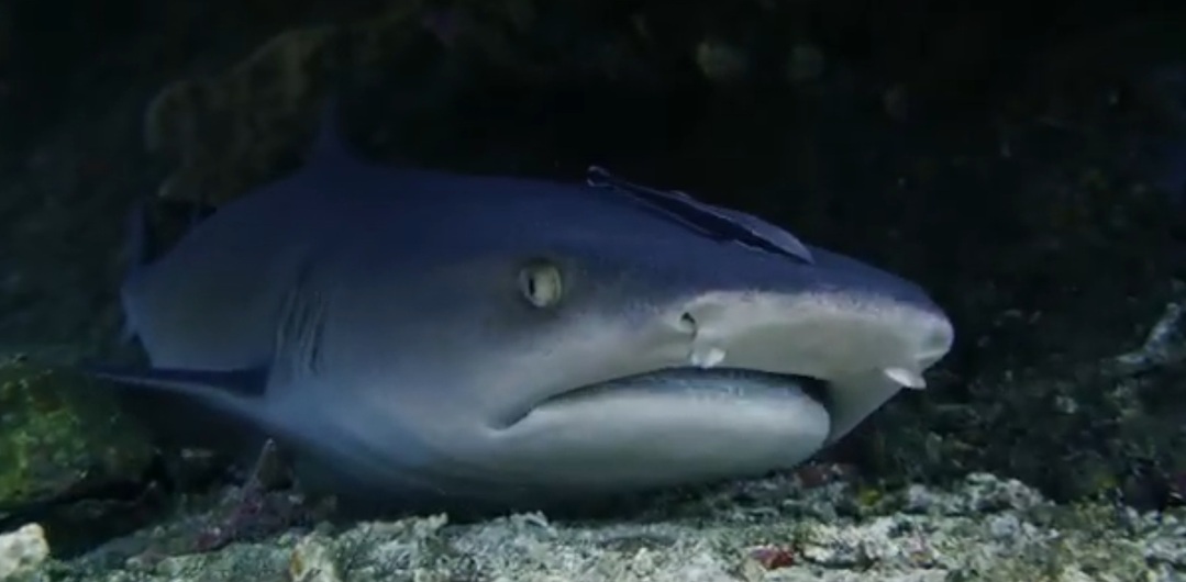whitetip reef sharks