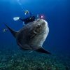 Mola mola sunfish diving in Bali