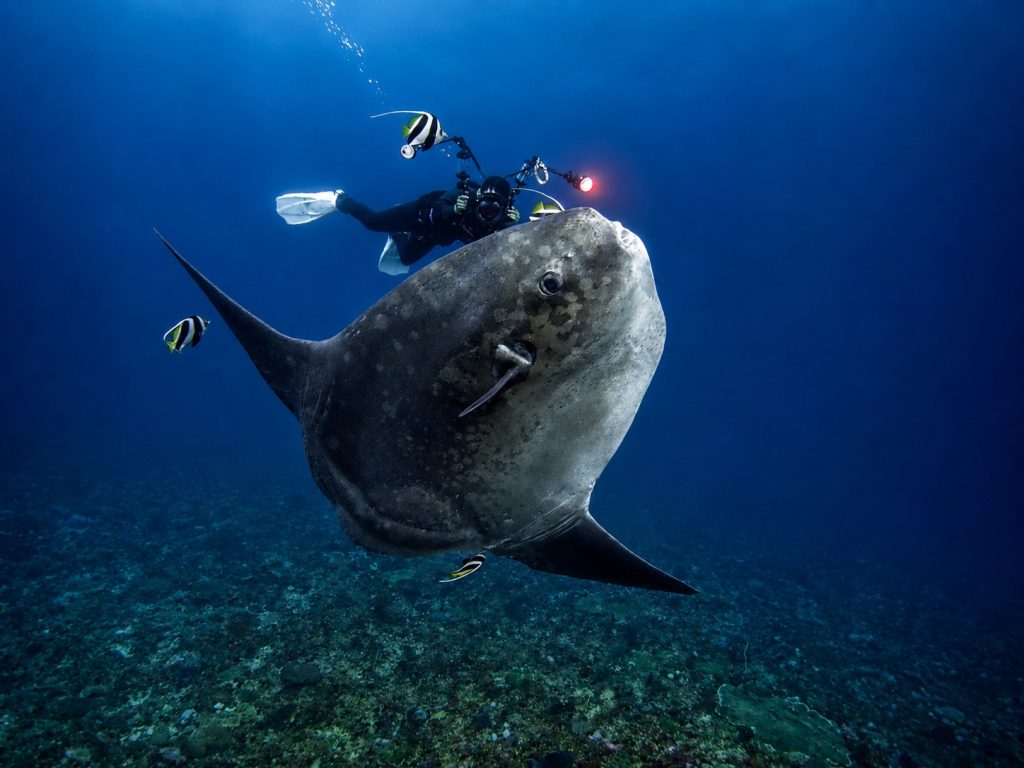 Mola mola sunfish diving in Bali