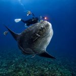 Mola mola sunfish diving in Bali