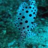 The story about Juvenile Barramundi Cod / Humpback Grouper - Tales Beneath the Surface #13