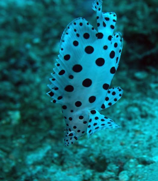 The story about Juvenile Barramundi Cod / Humpback Grouper - Tales Beneath the Surface #13