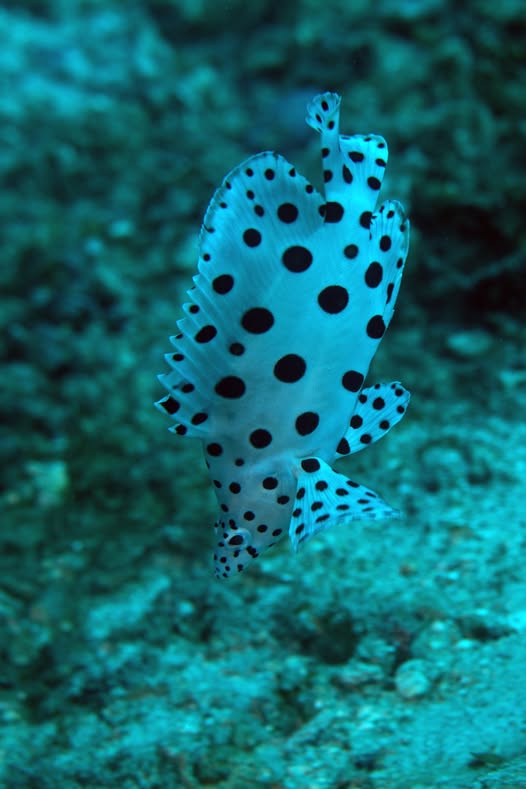 The story about Juvenile Barramundi Cod / Humpback Grouper - Tales Beneath the Surface #13