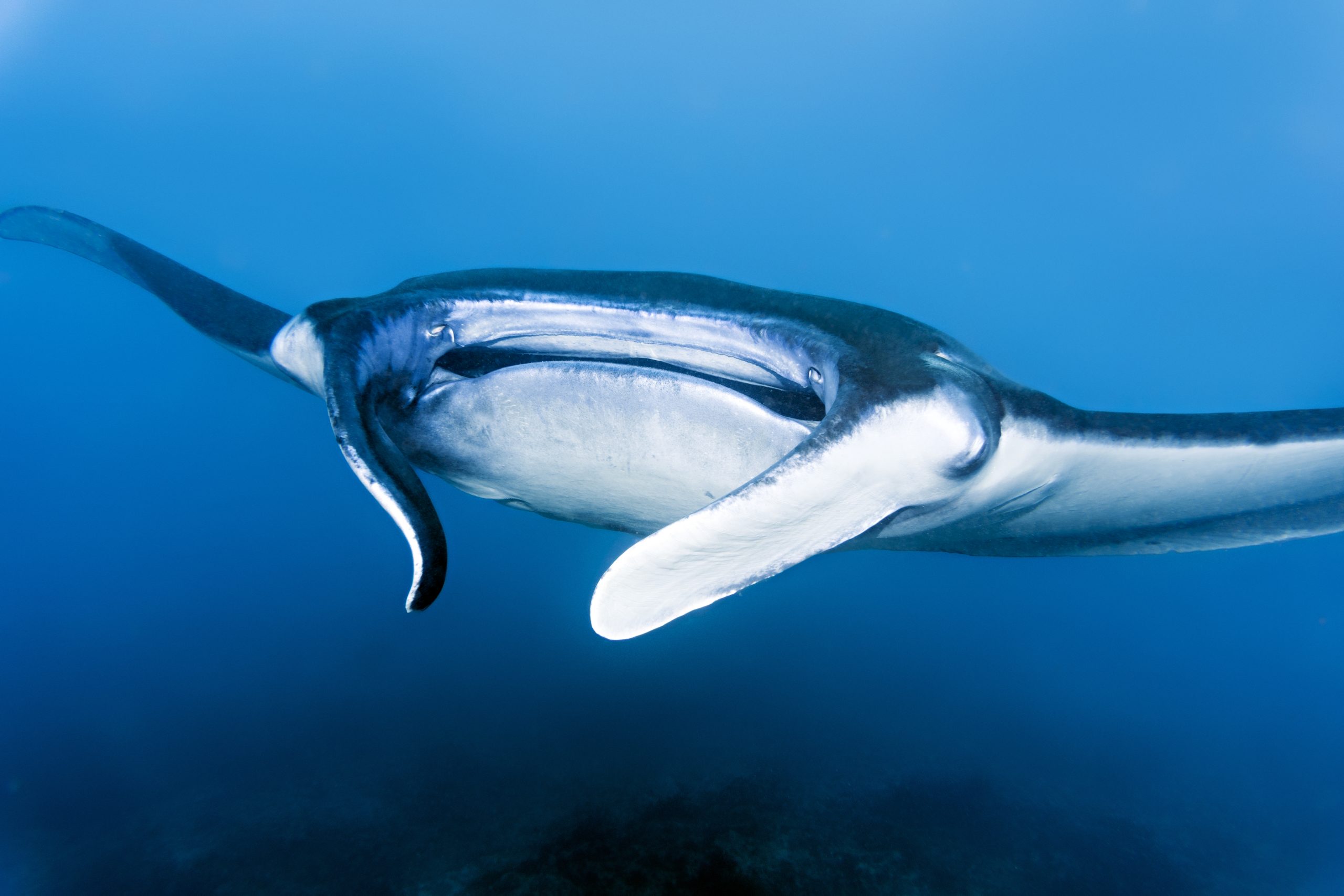 Manta