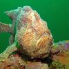 Green and Yellow: The Story of Two Giant Frogfish Tales Beneath the Surface #14