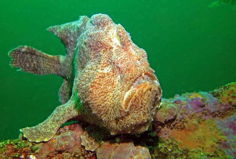 Green and Yellow: The Story of Two Giant Frogfish Tales Beneath the Surface #14