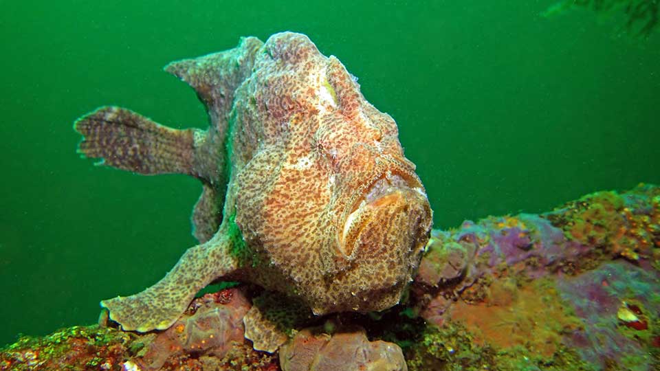 Green and Yellow: The Story of Two Giant Frogfish Tales Beneath the Surface #14