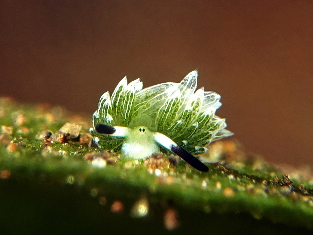Macro-Diving-Bali.jpg Macro Diving Bali