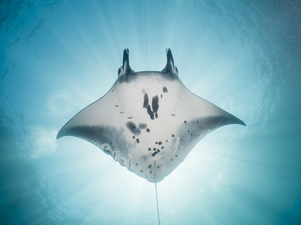 Manta-Ray-Diving-Bali.jpg Manta Ray Diving Bali