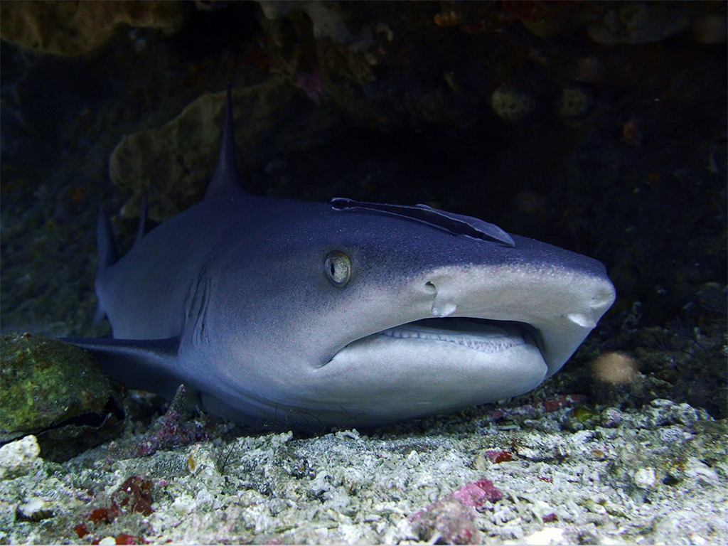 Shark-Diving-Bali.jpg Shark-Diving-Bali.jpg