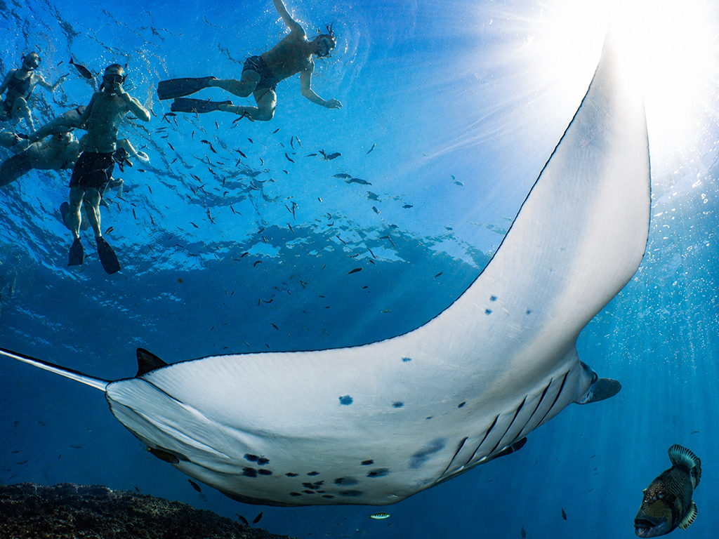 Snorkeling-Trips-Bali.jpg Snorkeling Trips Bali