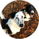 My Border Collie Family profile picture